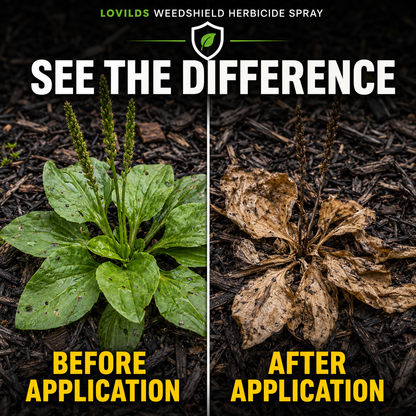 🌿🔥Fast-Acting Weed & Grass Killer Spray – Visible Results in Hours