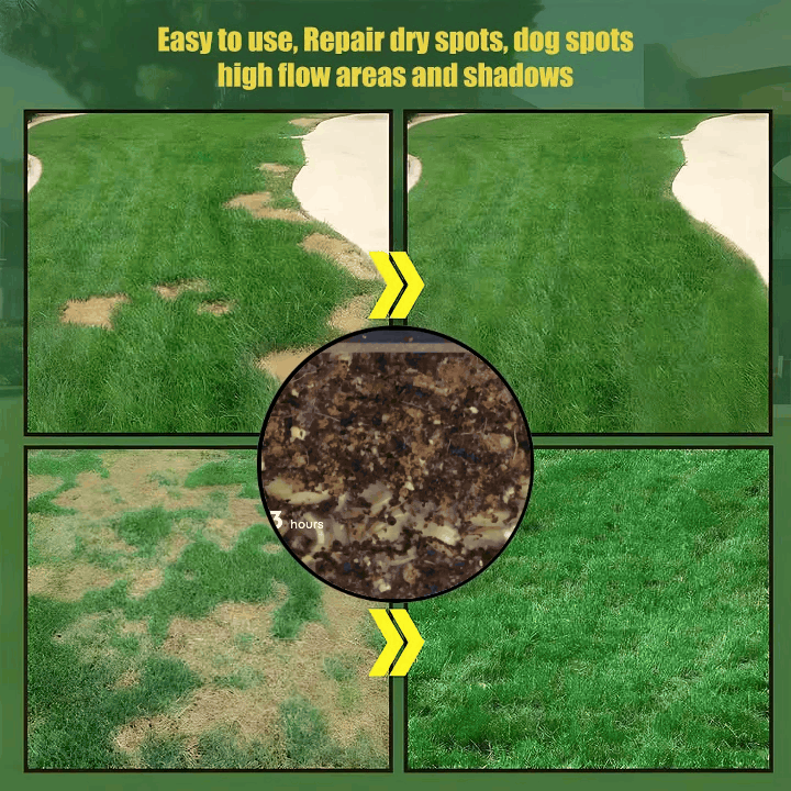 🌱2026 Evergreen Dwarf Grass Seed for Four Seasons| Durable, Vibrant Green All Year