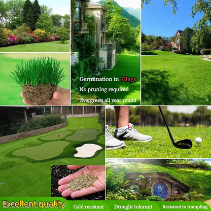 🌱2026 Evergreen Dwarf Grass Seed for Four Seasons| Durable, Vibrant Green All Year