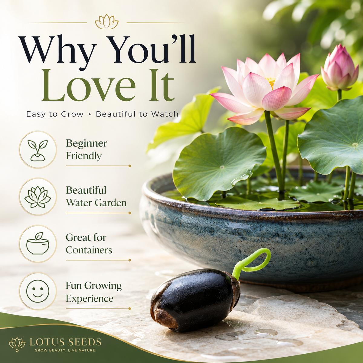 Grow Your Own Mini Lotus Garden | Mixed Color Bowl Lotus Seeds