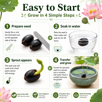 Grow Your Own Mini Lotus Garden | Mixed Color Bowl Lotus Seeds