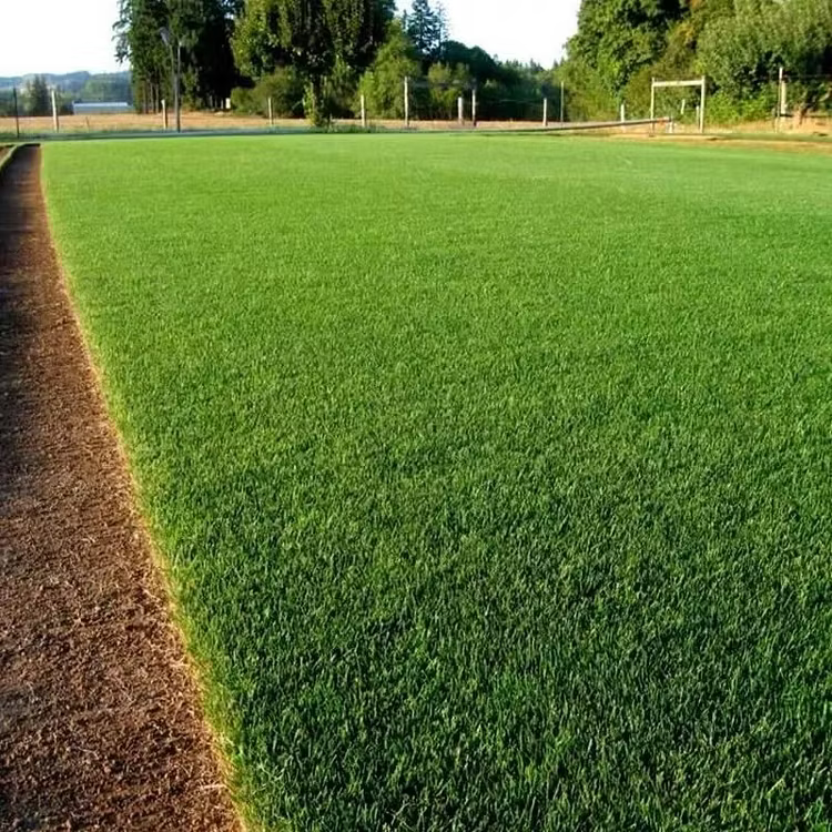 🌱2026 Evergreen Dwarf Grass Seed for Four Seasons| Durable, Vibrant Green All Year