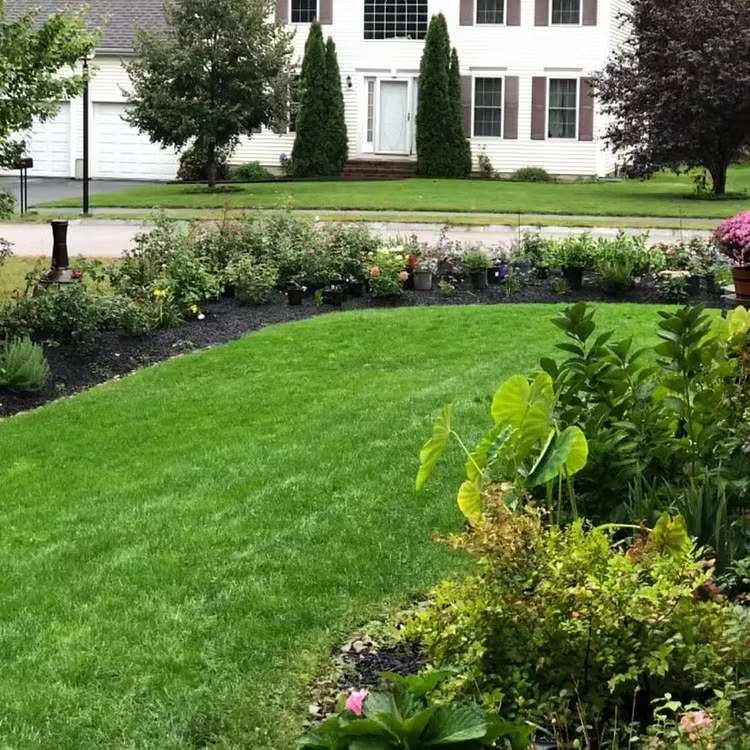 🌱2026 Evergreen Dwarf Grass Seed for Four Seasons| Durable, Vibrant Green All Year