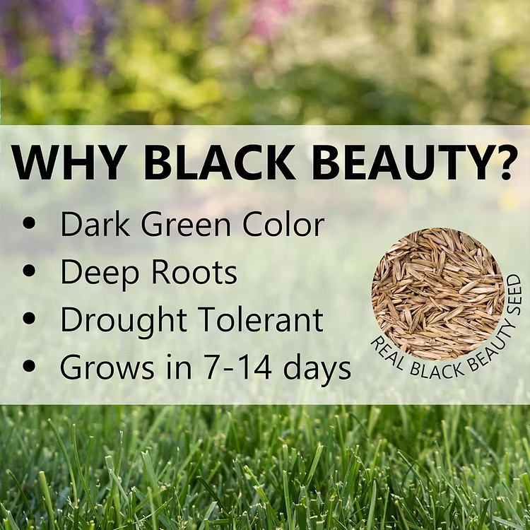 🌱2026 Evergreen Dwarf Grass Seed for Four Seasons| Durable, Vibrant Green All Year