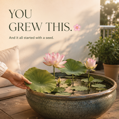 Grow Your Own Mini Lotus Garden | Mixed Color Bowl Lotus Seeds