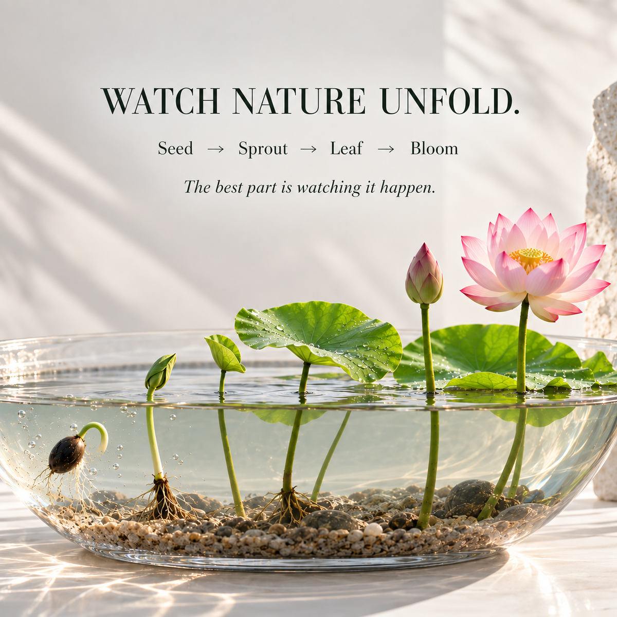 Grow Your Own Mini Lotus Garden | Mixed Color Bowl Lotus Seeds
